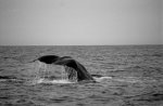whale4.jpg