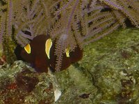 male in the bush.JPG