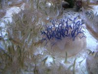 blue jelly.JPG