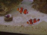 clowns2.jpg