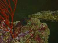 mandarine under a tree.JPG