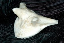 bone2.jpg