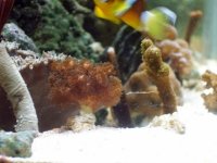 pocillopora_damicornis with montipora_dig.jpg