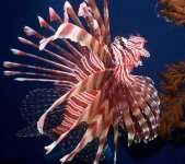 020519 d063 24 lion fish 640x.jpg