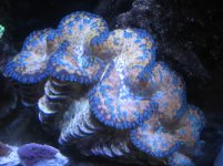 clam1.JPG