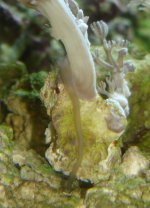 Xenia eating Worm.jpg