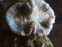 meat coral small.JPG