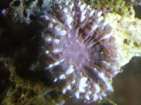 tooth coral small.JPG
