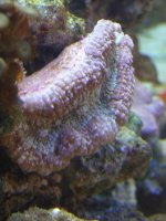 open brain coral small.JPG