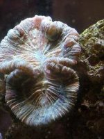 meat coral small.JPG