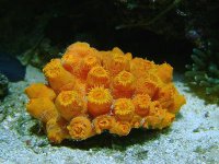 sun_coral_641pm_060504.jpg