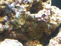 hydroids.JPG