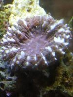 tooth coral small.JPG
