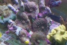 mini-ricordia covered live rock.jpg