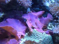 DSCF2718.jpg