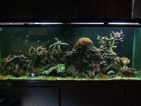 Full tank 7-06.JPG