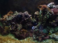 Left side tank 7-06.JPG