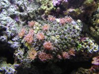 fish tank 019.jpg