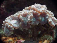 Candycane coral 7-06.JPG