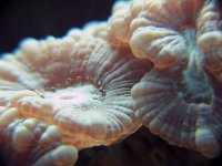 Candycane macro 7-06.JPG