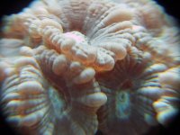 Candycane macro2 7-06.JPG