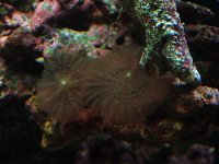 Green hairy mushroom 7-06.JPG