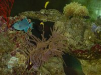 male n female clown.JPG