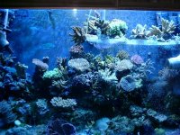 reefJULY 2004 001.jpg