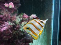 DSCF1154.JPG