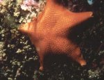 bat_star_314.jpg