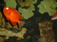 large eye shoulderfish.JPG