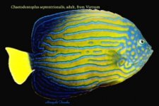 Chaetodontoplus-septentrion.jpg