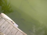 resturant's lake.JPG