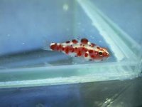 07-howaitonozu.jpg