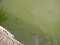 big oscars n cats.JPG