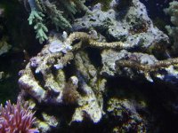 PartofOldUglyBrownAcro10.18.05.JPG