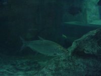 tarpon n bluegill.JPG