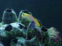 bi-color n midas blenny.JPG