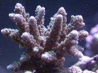 Fish and frags 019.jpg