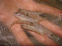 Gobies.jpg