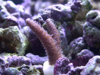 Fish and frags 021.jpg