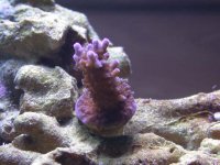 Fish and frags 022.jpg