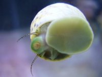 Snail 5.JPG