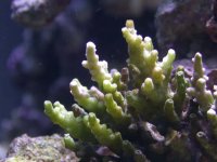 Fish and frags 023.jpg