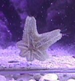 starfish02.jpg