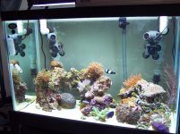 whole tank.JPG