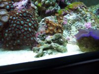 NG Zoa.JPG