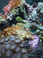 zoas and RBTA.JPG