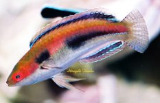 CirrSpeciesCfKatherinae-temminckii7cmCebu.jpg