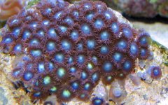 blue large close some yellow.jpg